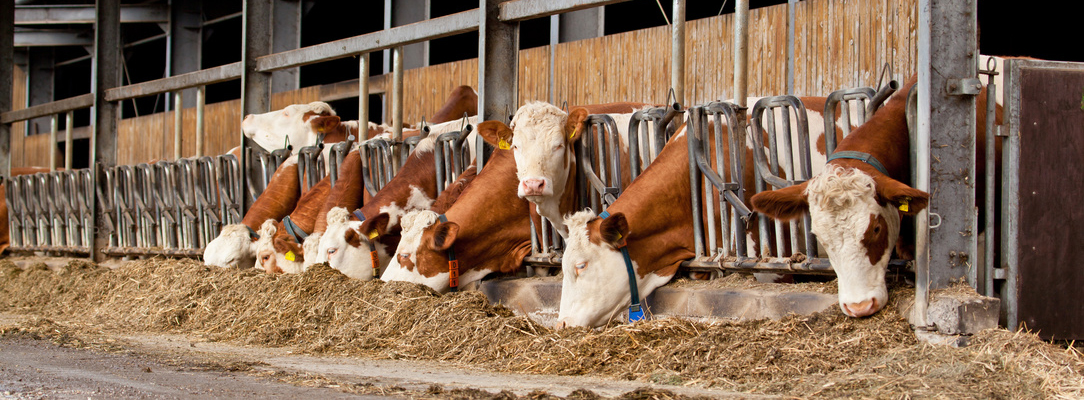 vaches à l'étable