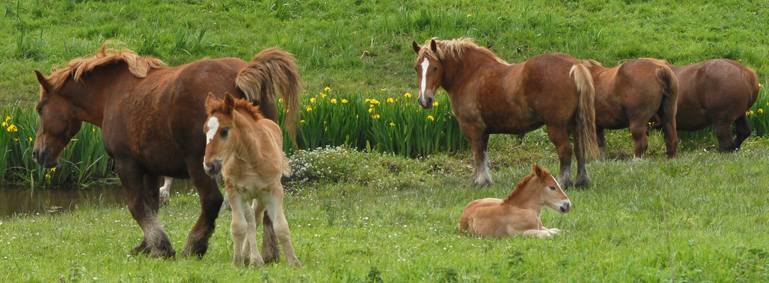 chevaux